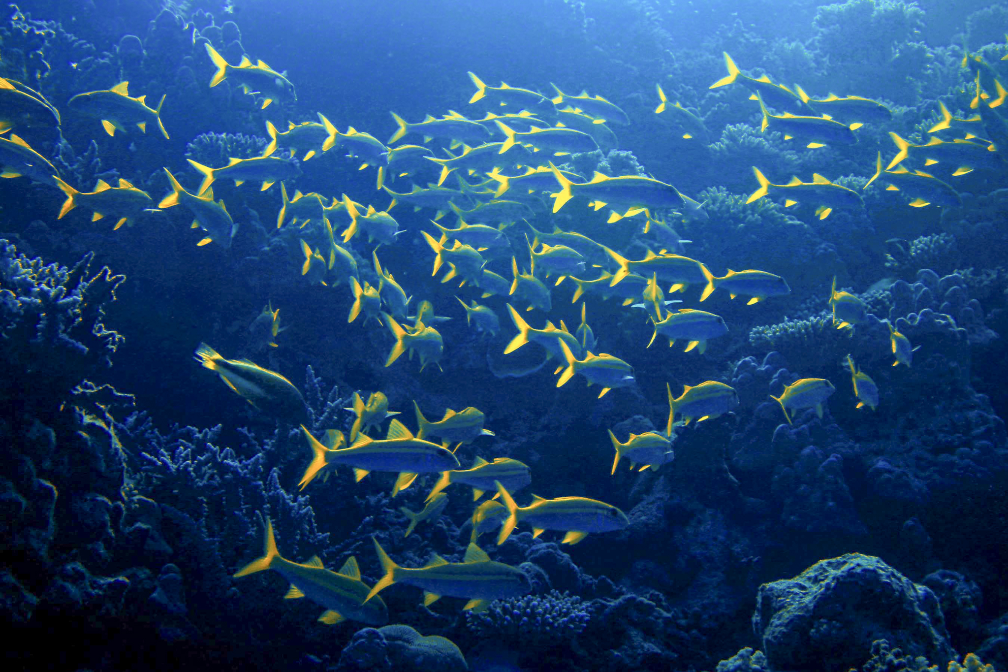 Dive4Life