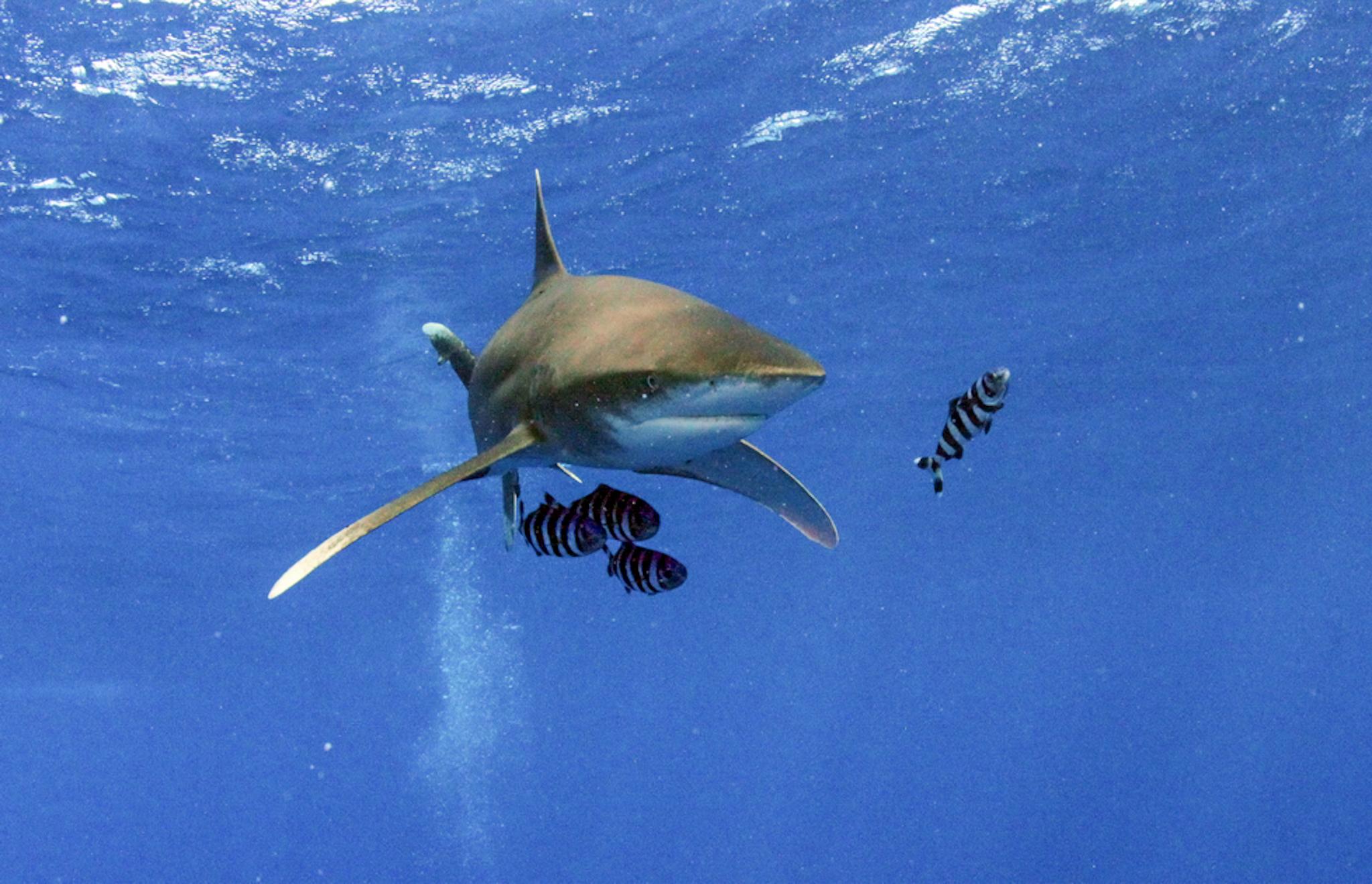 Dive4Life