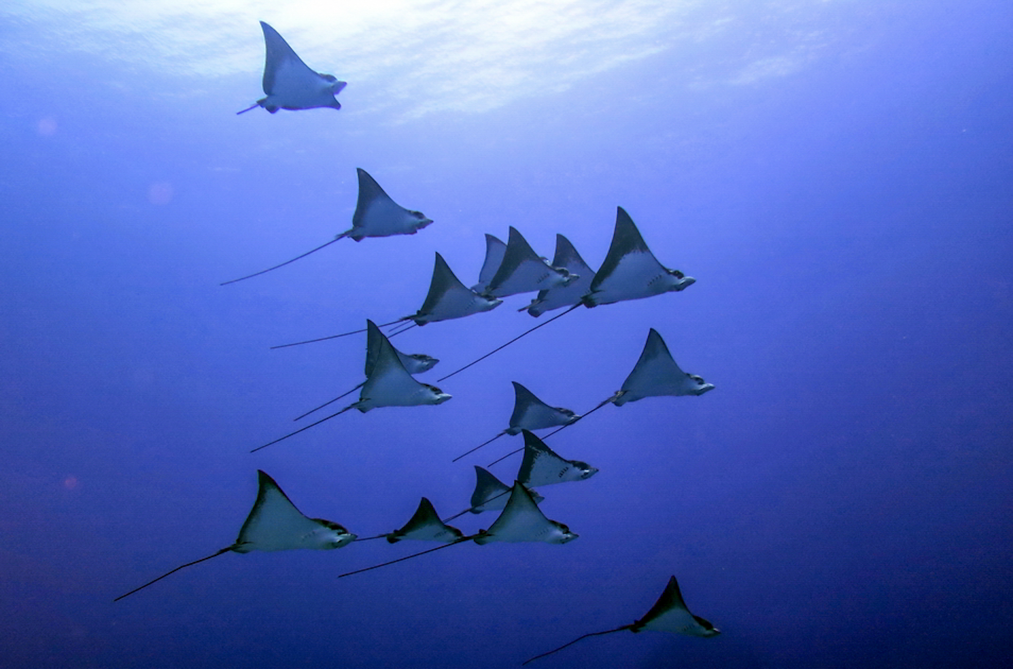 Dive4Life