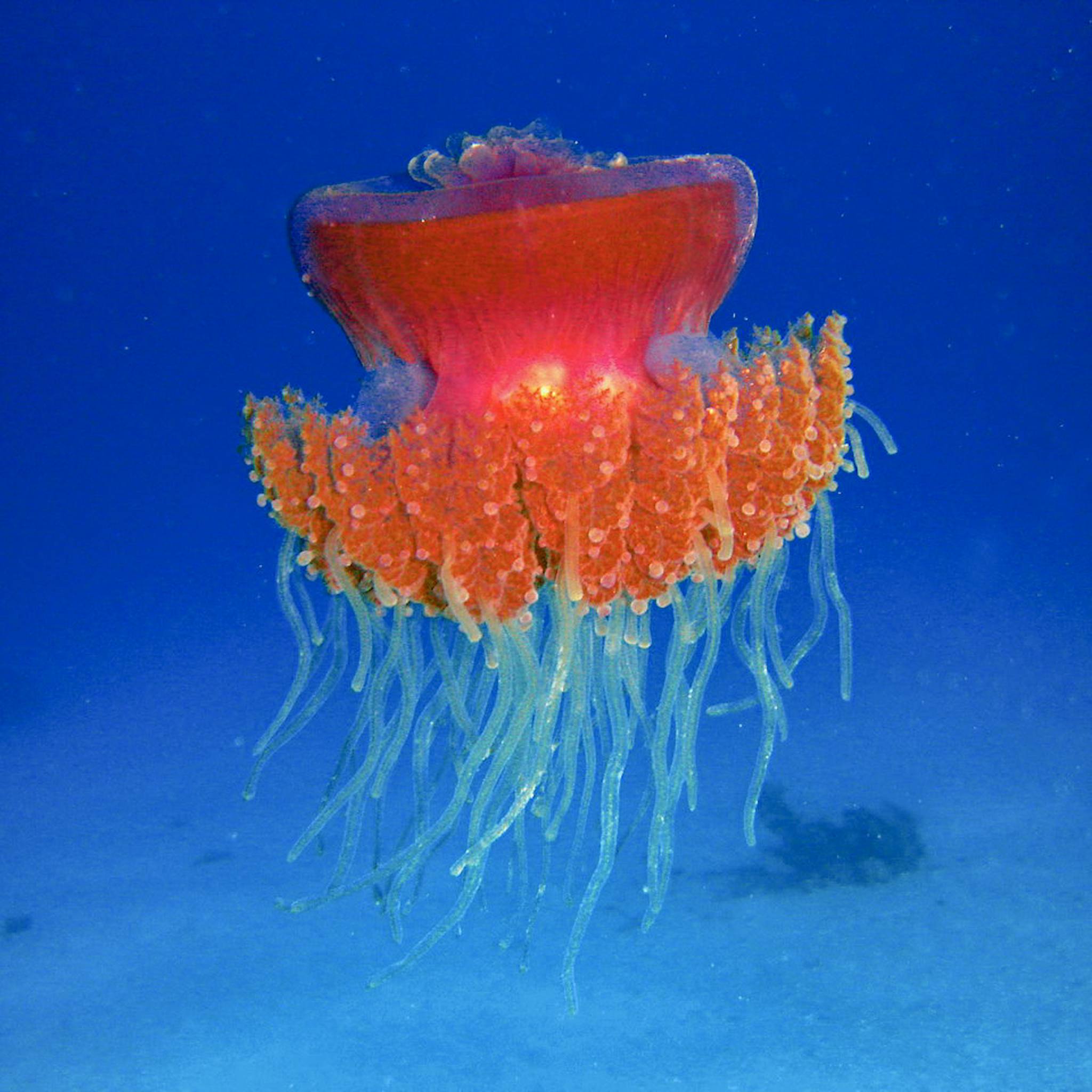Dive4Life