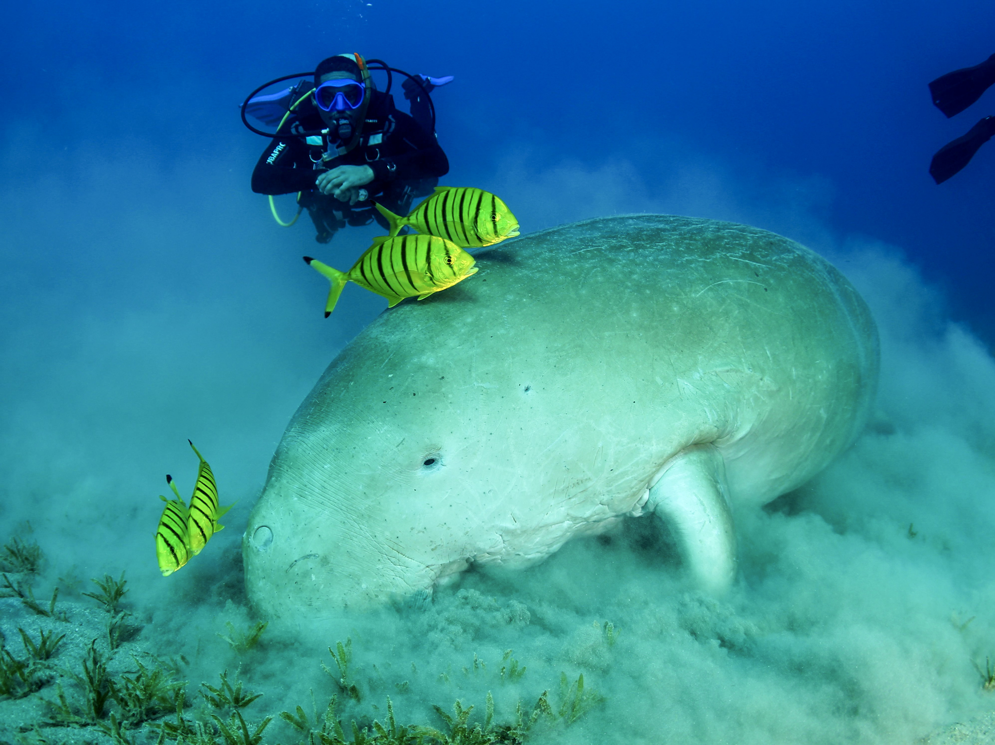 Dive4Life