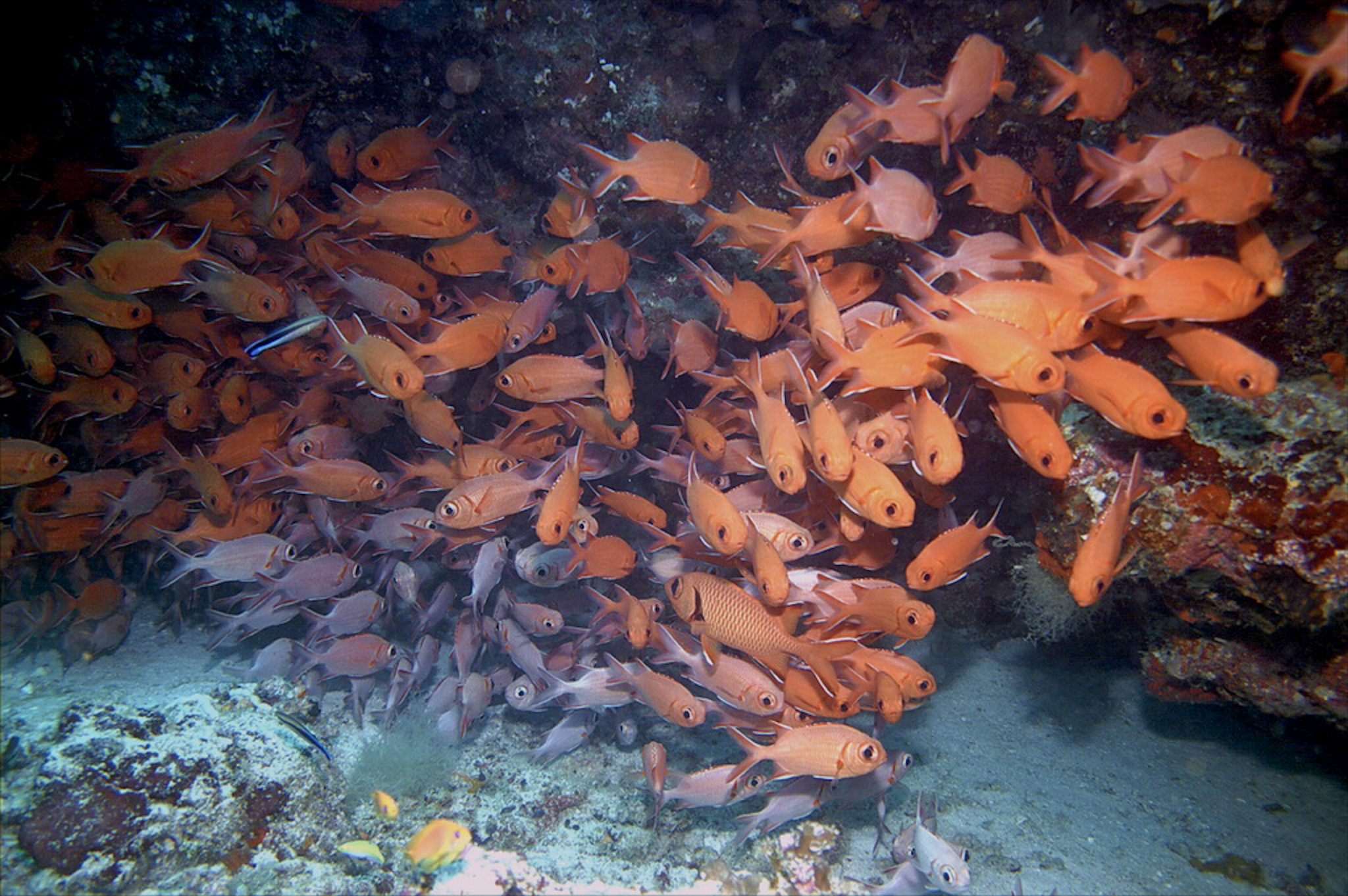 Dive4Life