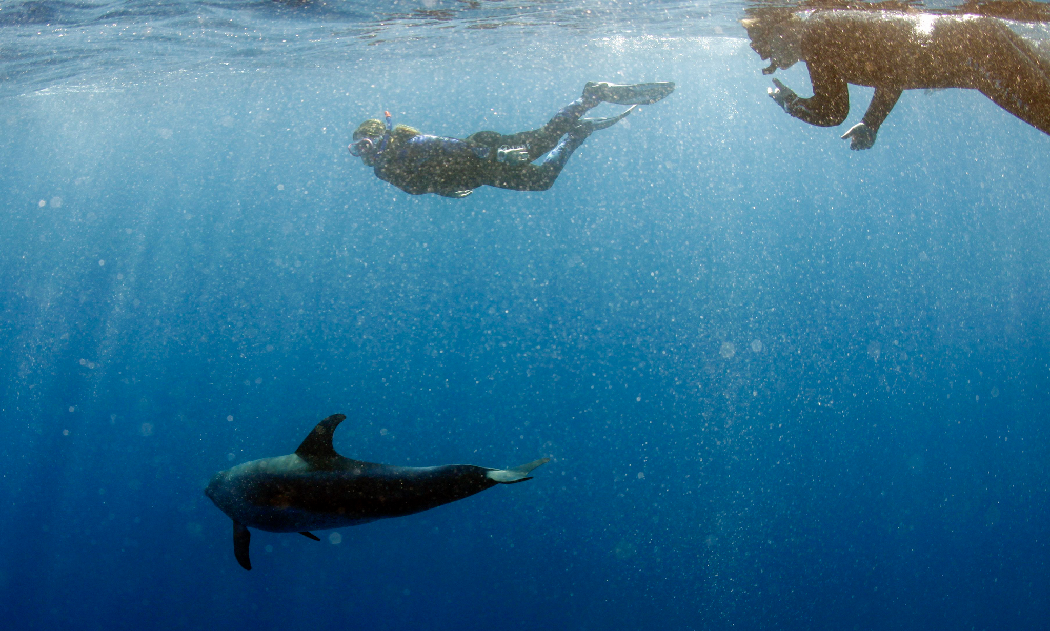 Dive4Life