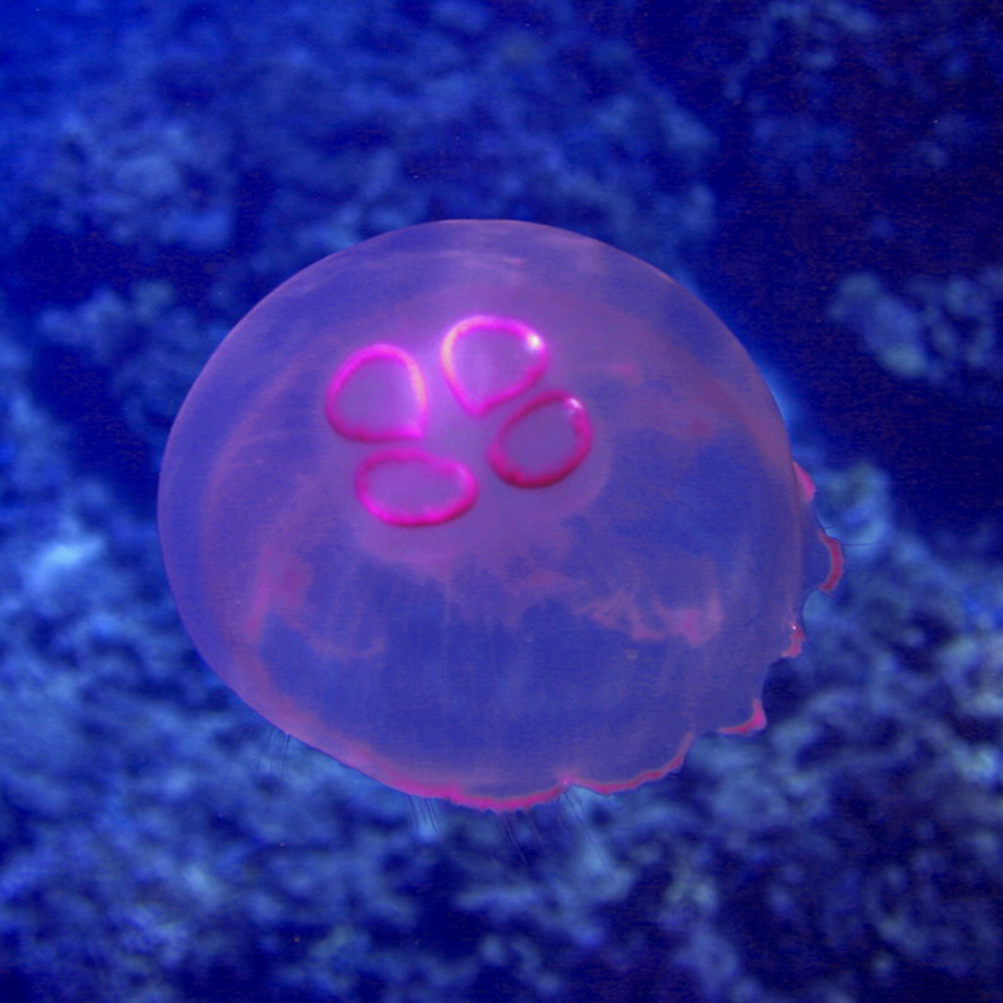 Dive4Life