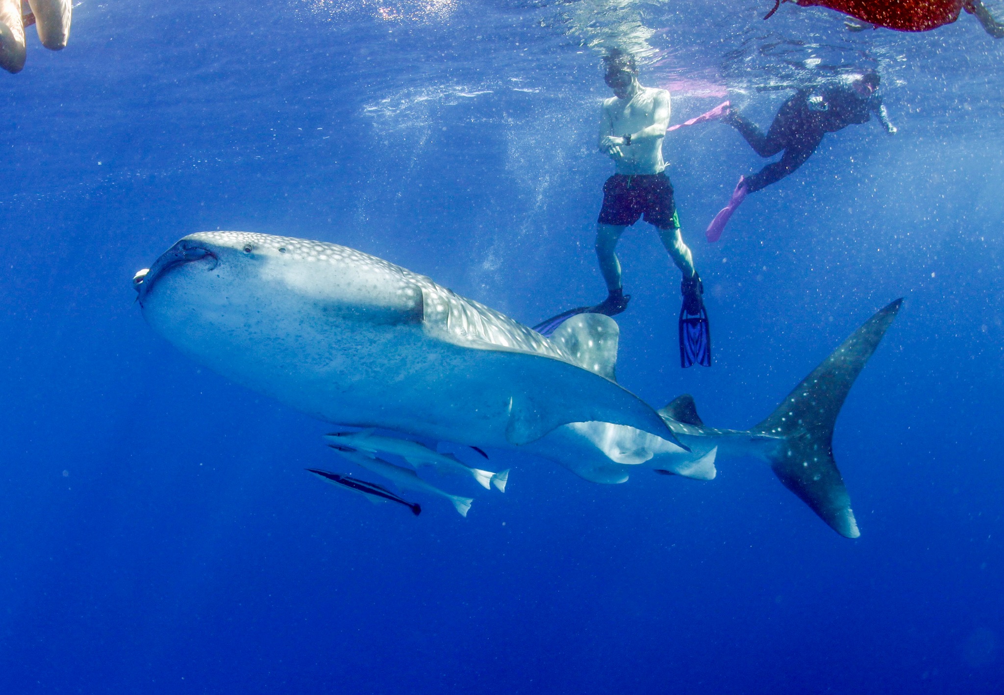 Dive4Life