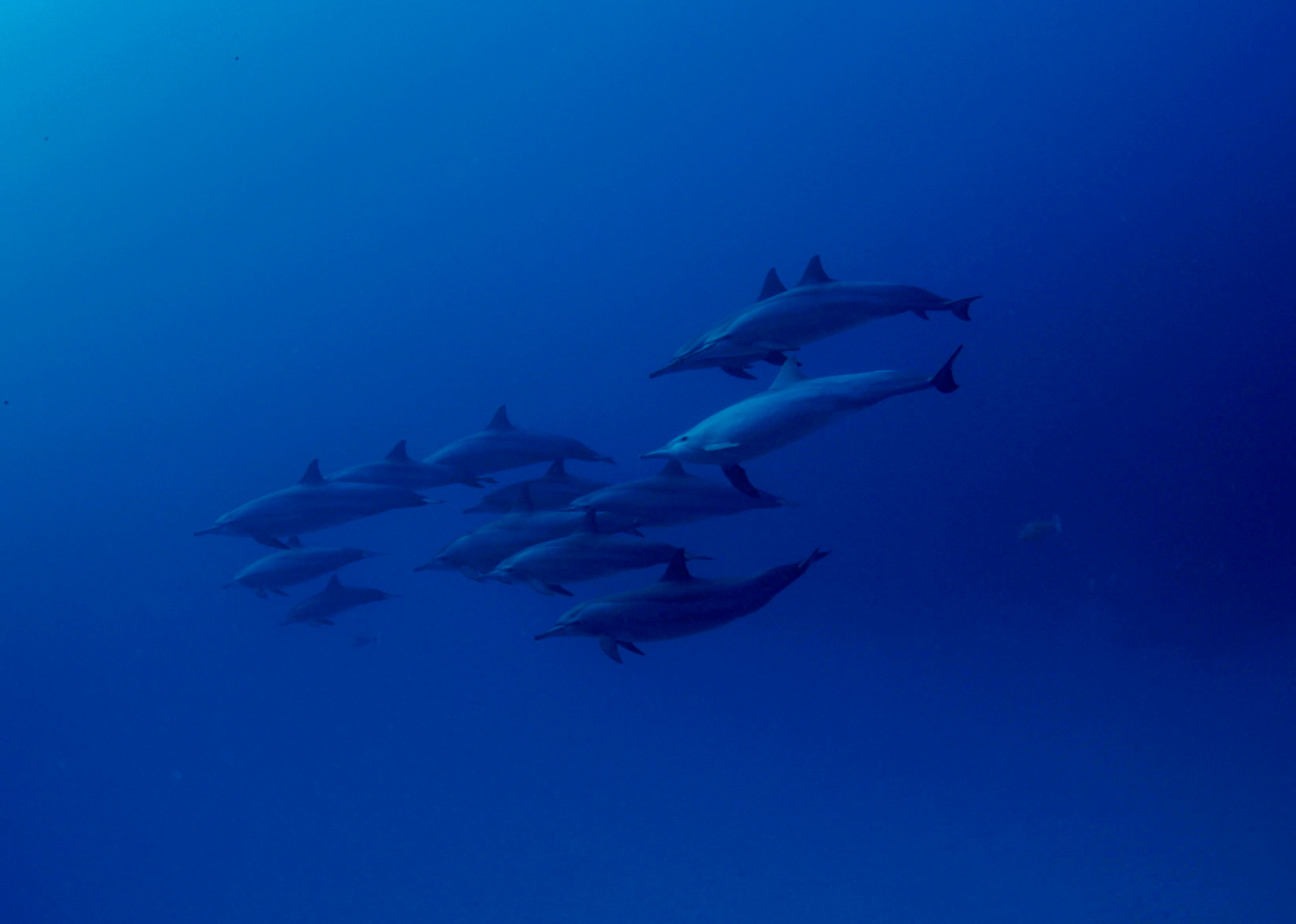 Dive4Life