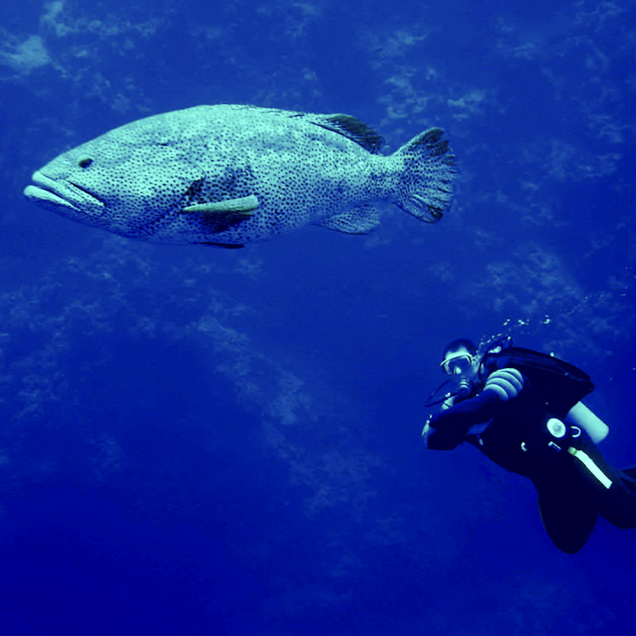 Dive4Life