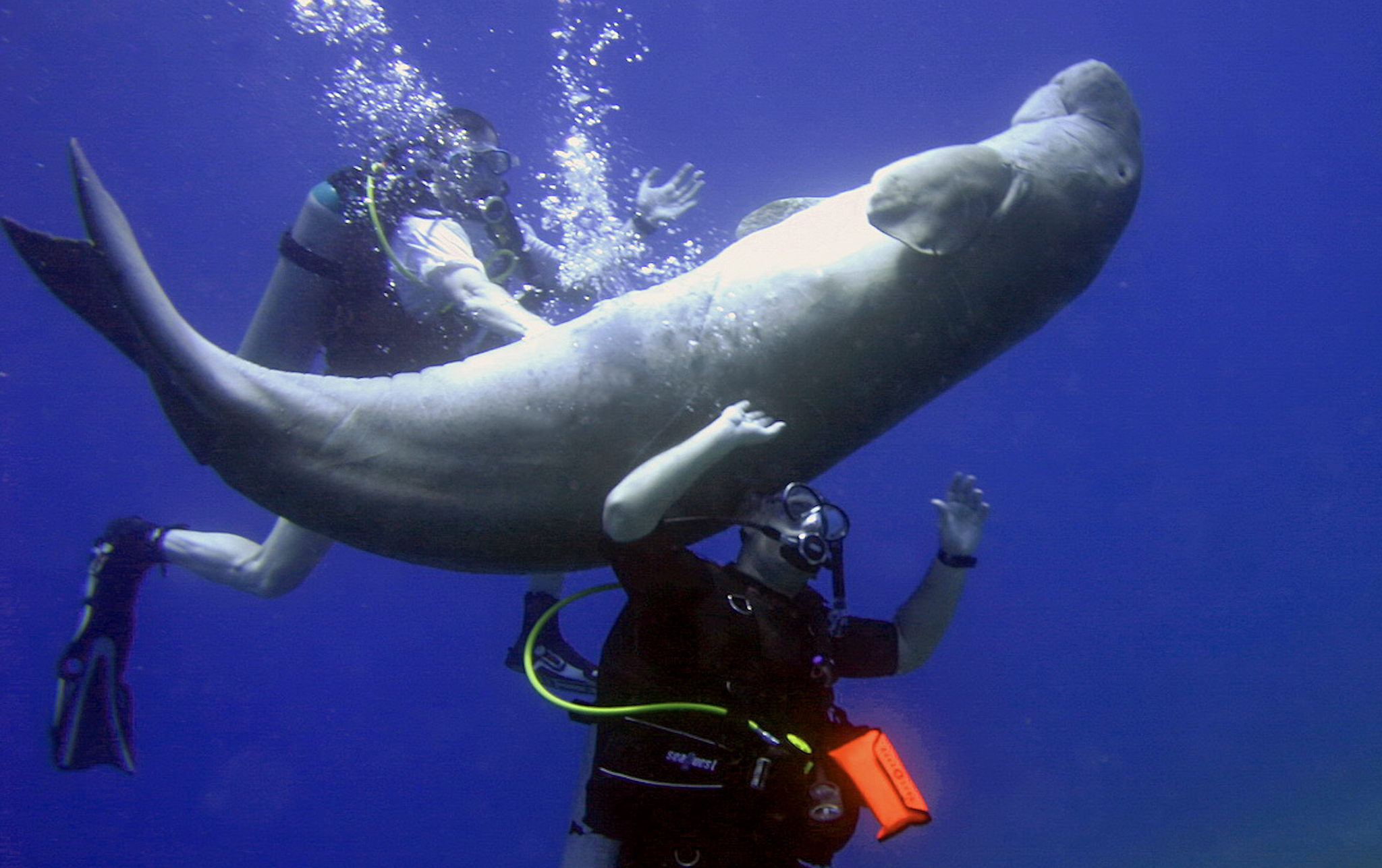 Dive4Life