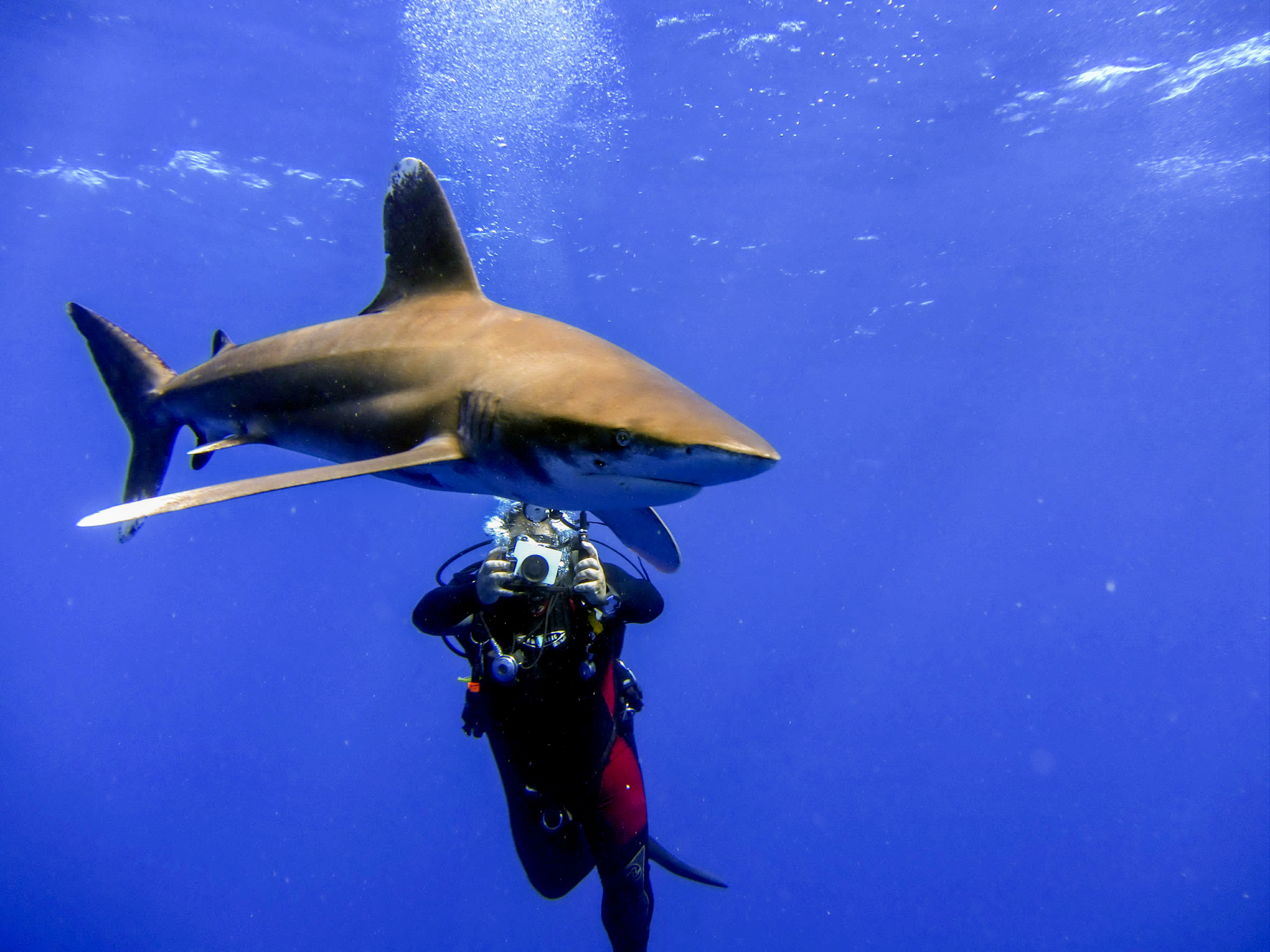 Dive4Life