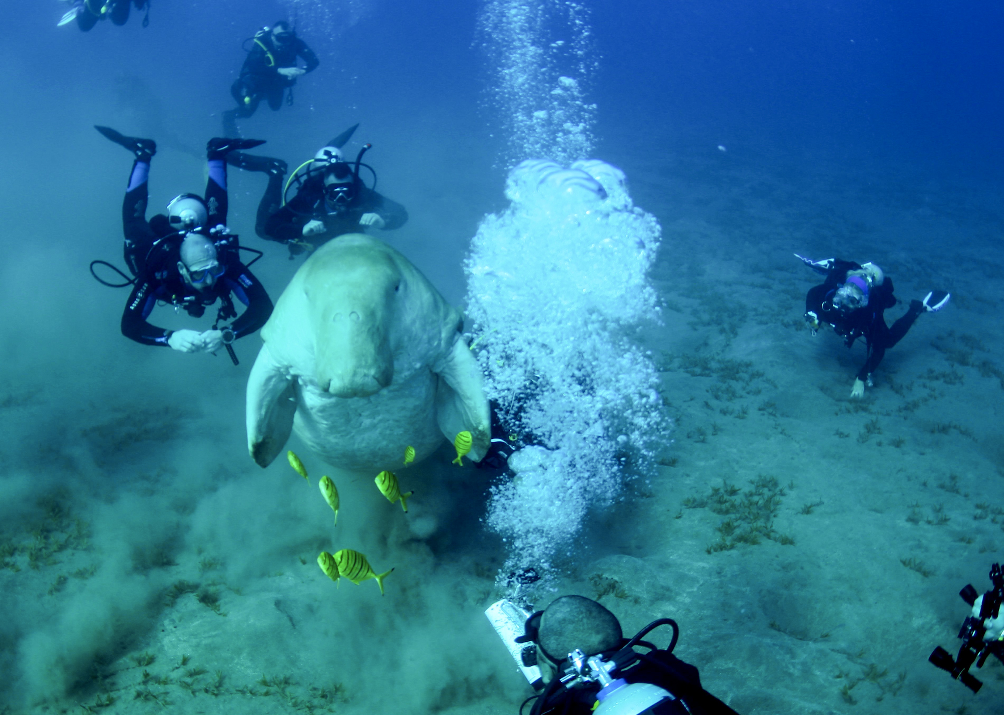 Dive4Life