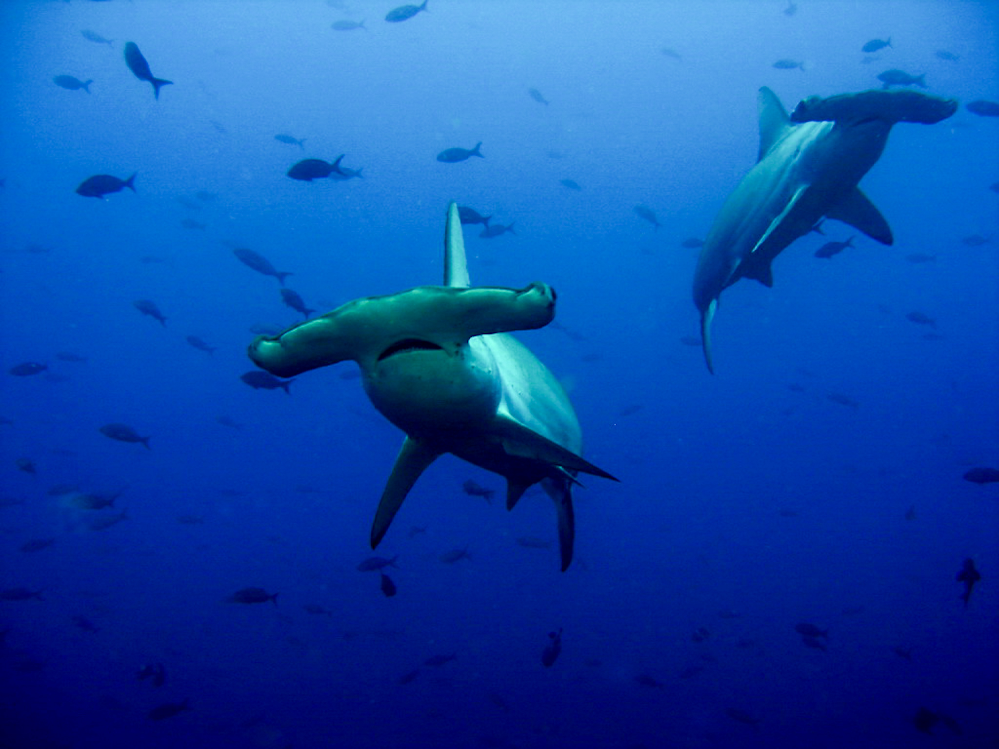 Dive4Life