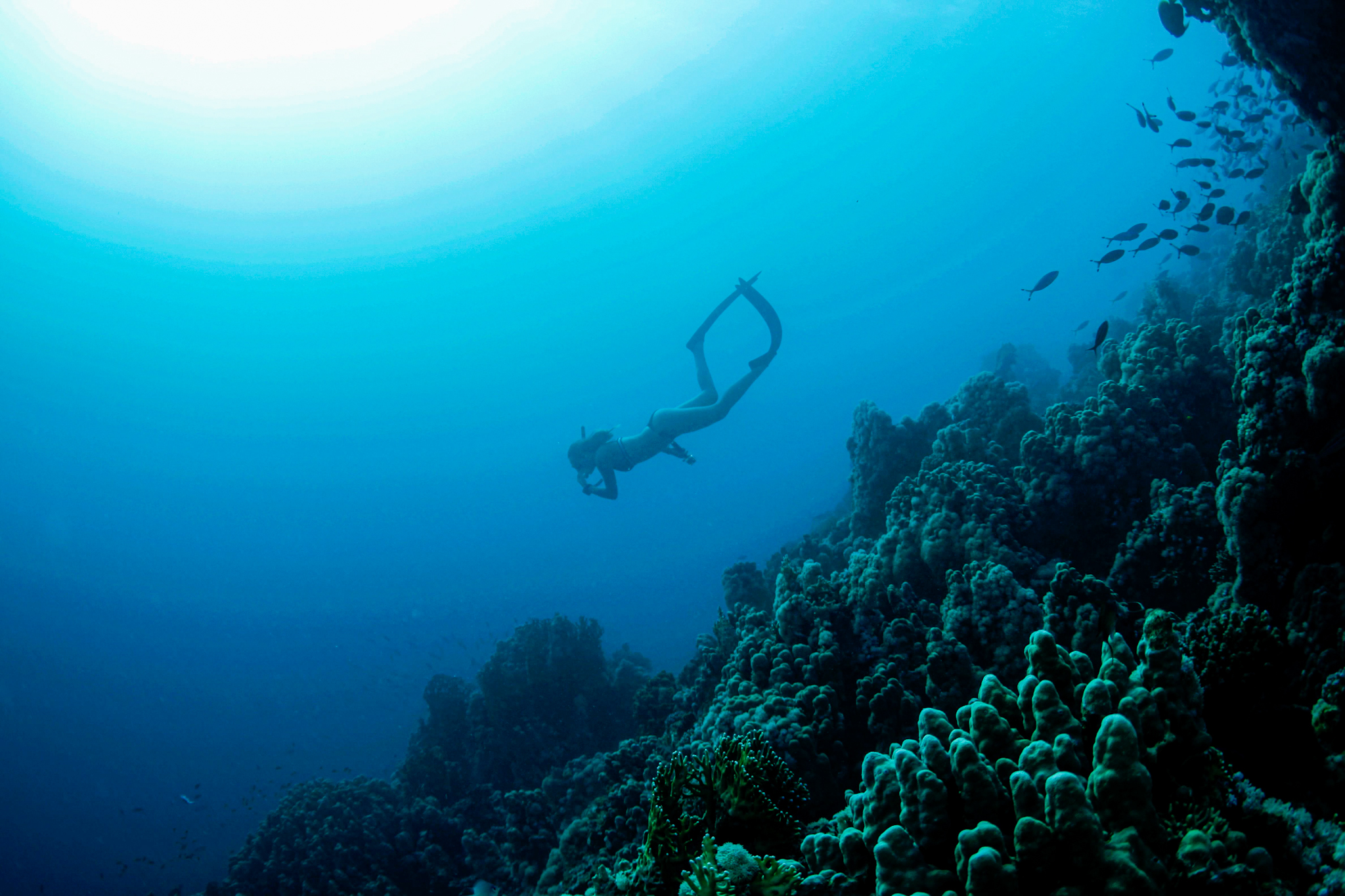 Dive4Life